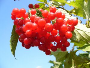 크랜베리 과일 cranberry 항산화 항염작용