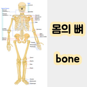 뼈 건강 인체도 Bone 칼슘 마그네슘