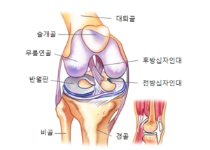 십자인대수술 전방십자인대 후방십자인대 십자인대