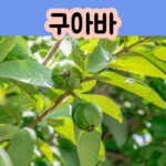 구아바잎 구아바 과일 열매 나무