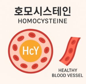 호모시스테인 단백질대사 혈관 관련 물질
