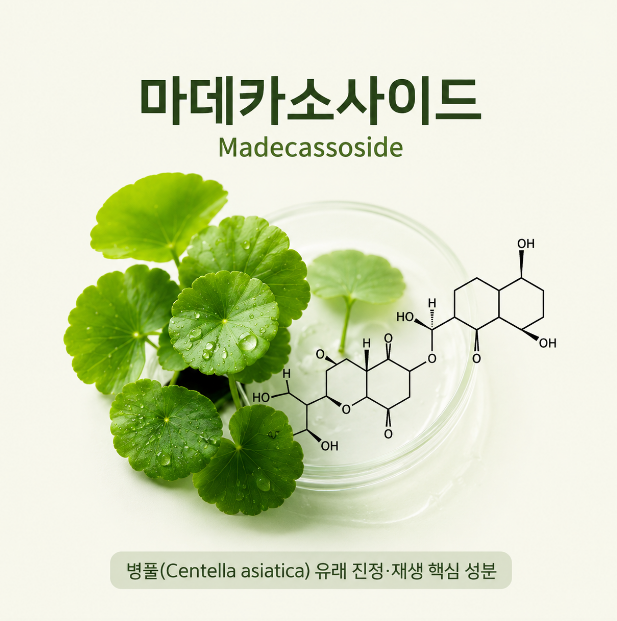 마데카소사이드 병풍 시카 성분