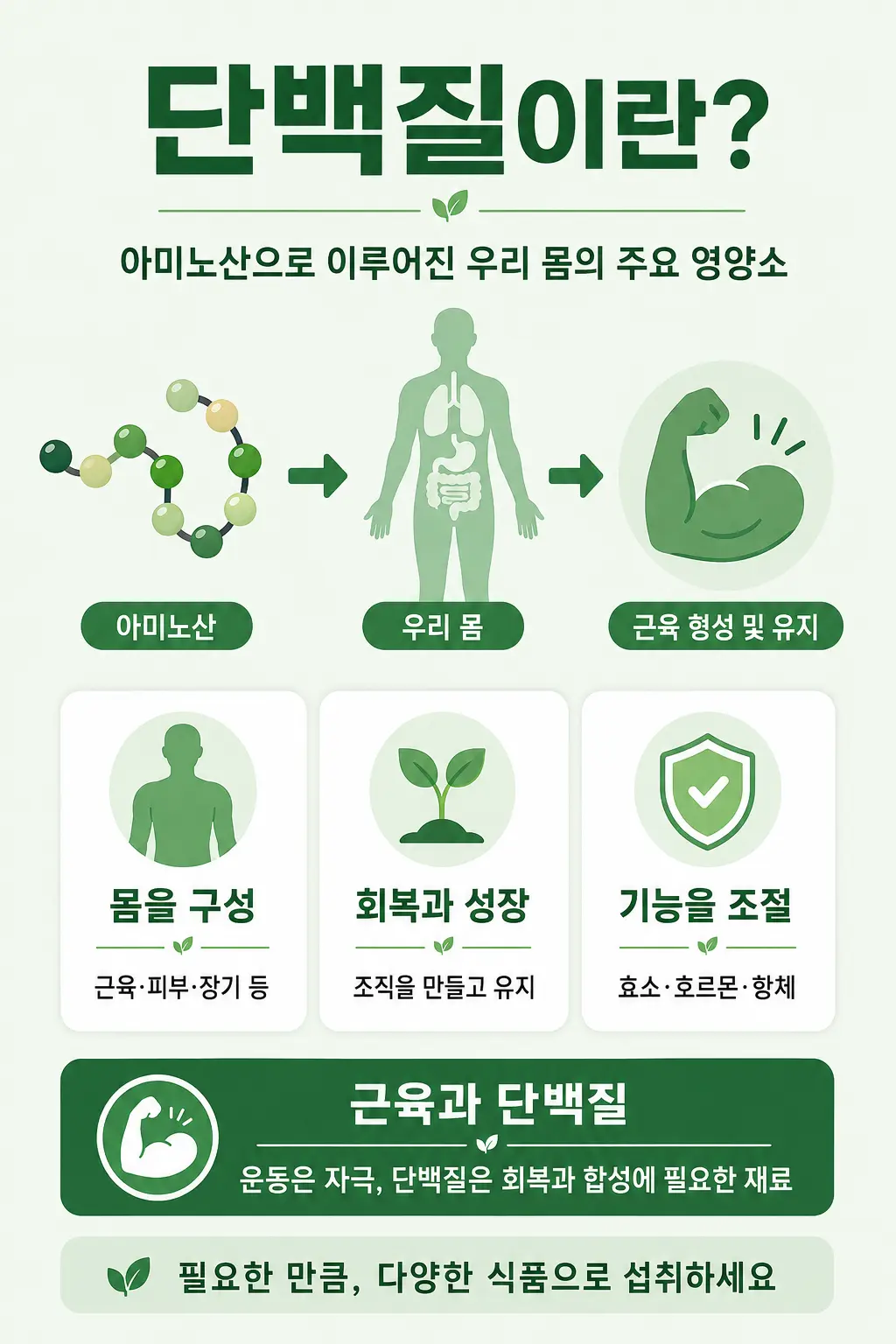 단백질이 아미노산으로 이루어져 있으며 몸의 구성과 회복, 성장, 근육 회복과 합성에 사용되는 과정을 설명한 인포그래픽