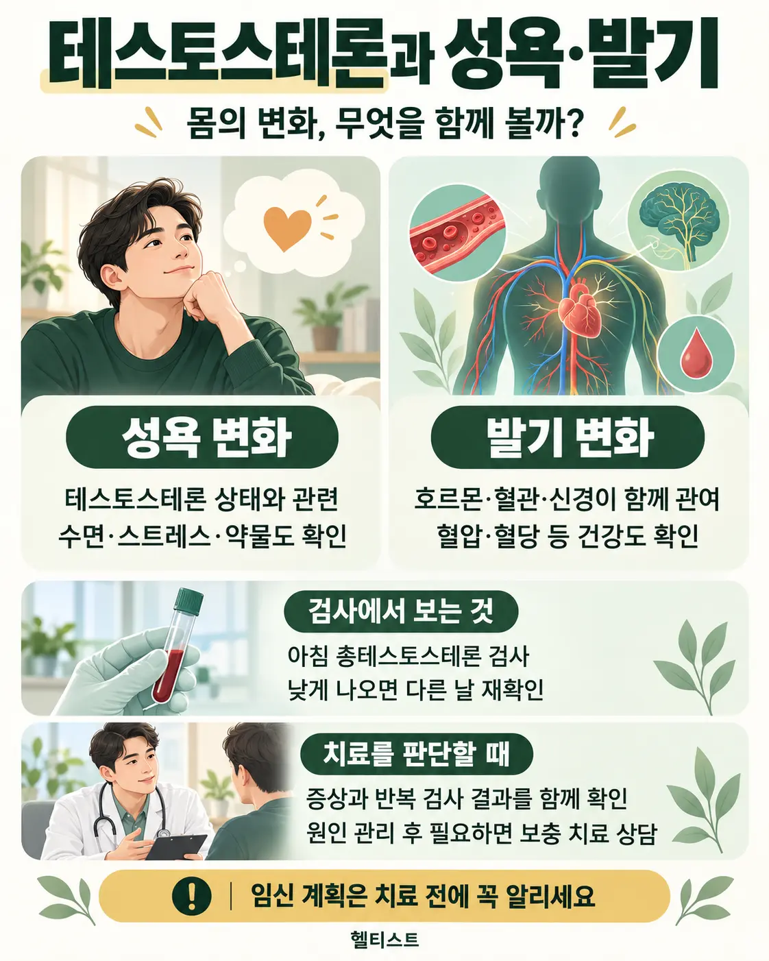 테스토스테론이 성욕과 발기에 관여하는 방식을 설명한 인포그래픽
